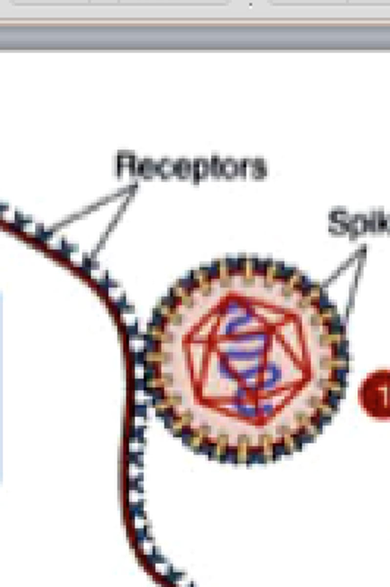 <p>proteins on virions bind to specific host cell structures (aka receptors)</p><p>3 multiple choice options</p>