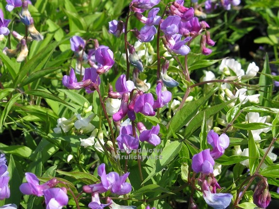 <p>Hrachor jarní </p>