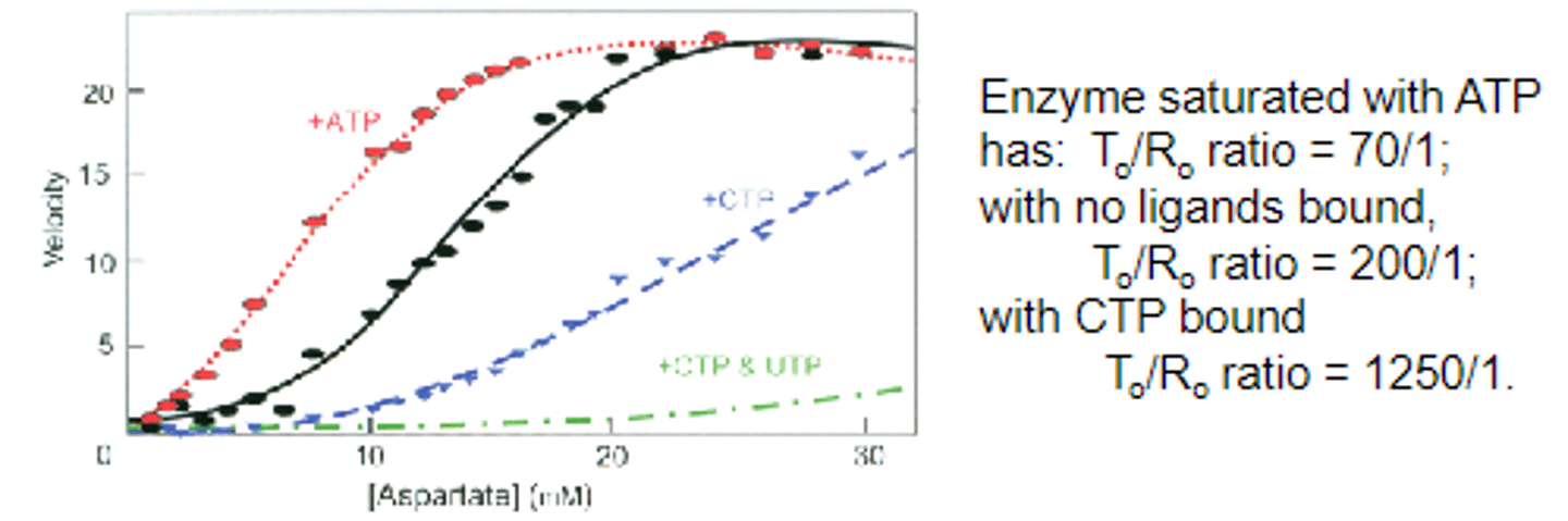<p>-homotropic effector = activator (substrate aspartate)</p><p>-heterotropic effectors (allosteric inhibitor = CTP; allosteric activator = ATP)</p><p>No CTP or ATP - black</p><p>With CTP - blue</p><p>With ATP - red</p>