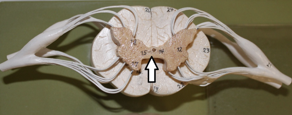 <p>identify the structure</p>