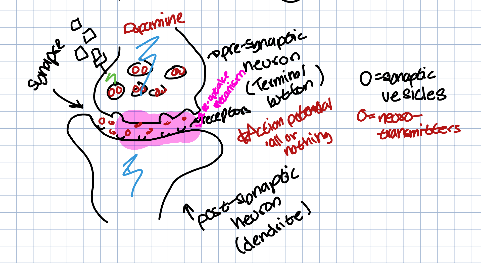 highlights the fact that a majority of neurotransmitters will not transfer but will instead by sucked in through the reuptake mechanism