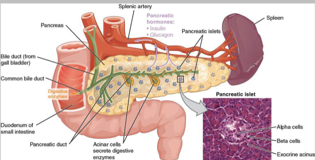 <p>What does the pancreas secrete and where ?</p>