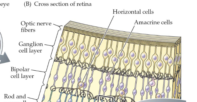 <p>Interneurons that receive information from the rods and cones </p><ul><li><p>Form the middle layer </p></li></ul><p></p>