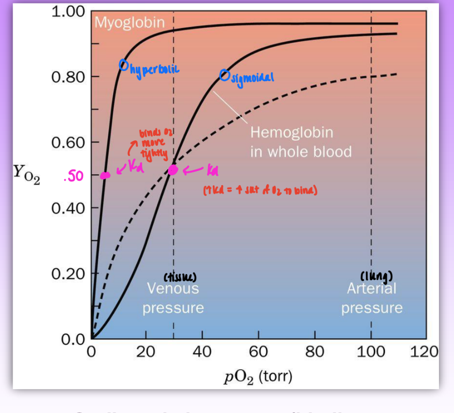 <ul><li><p>YO2 = fractional saturation = fraction of O2 binding sites occupied by O2</p></li><li><p>Mb = hyperbolic = non-coop</p><ul><li><p>p50 = 4 mm</p></li></ul></li><li><p>Hb = sigmoidal = implies coop</p><ul><li><p>p50 = 30 mm (weaker affinity to O2)</p></li></ul></li></ul><p></p>