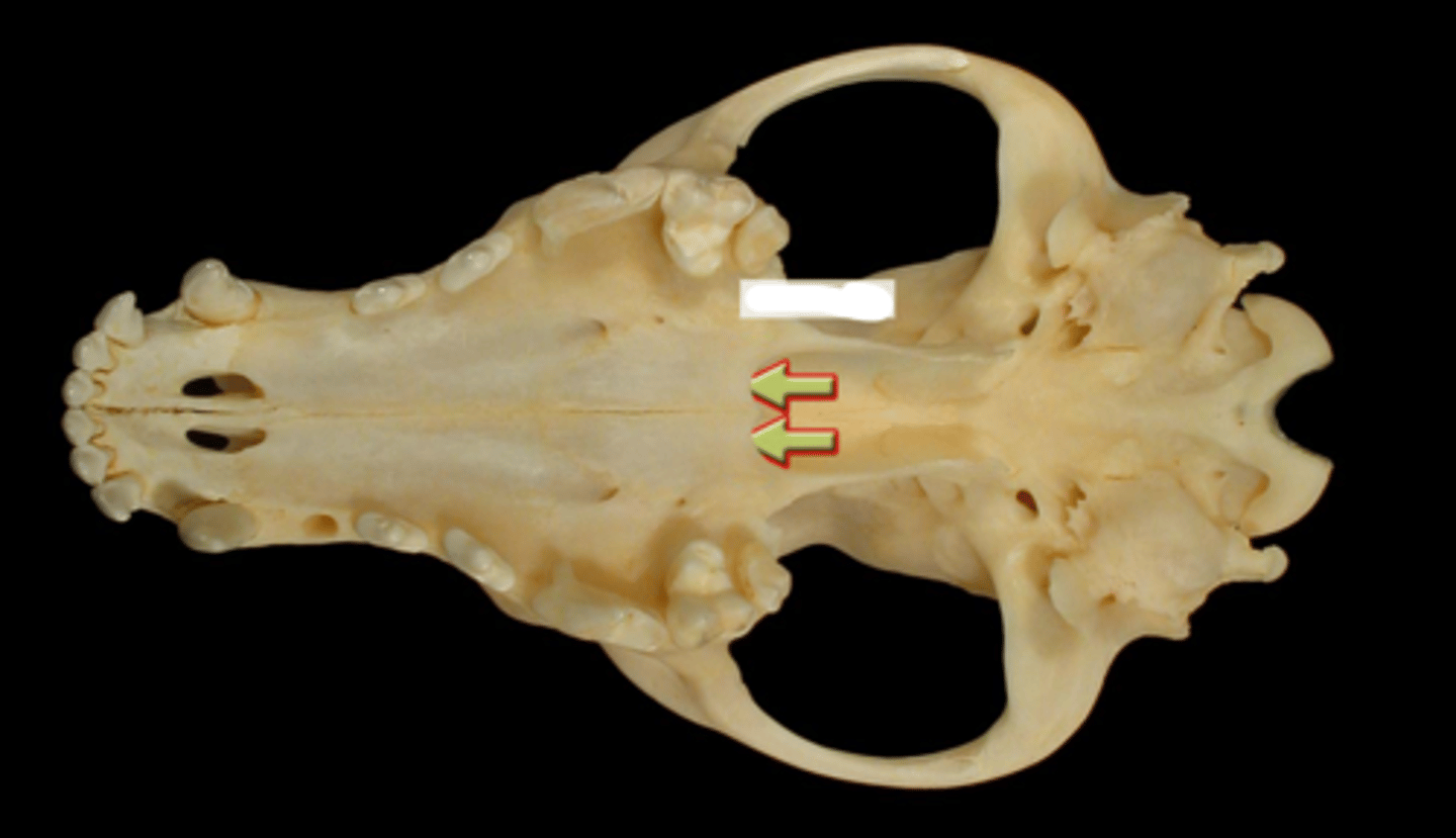 knowt flashcard image