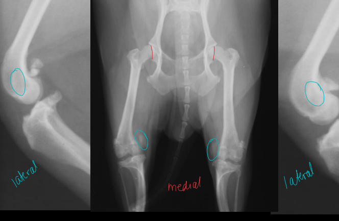 <p>Patellar Luxation</p>