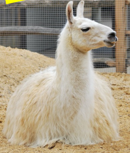 <p>What is this llama?</p>