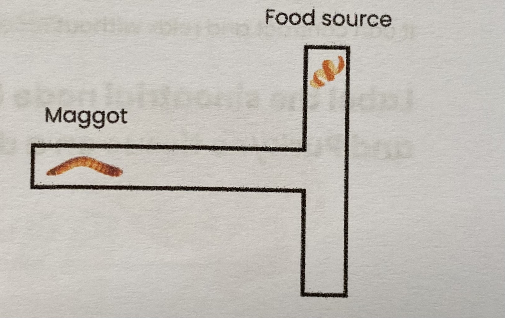 <p>Mazes are used to investigate <strong>turning behaviour</strong> in response to different environmental conditions:</p><ol><li><p>Change environment at <strong>one</strong> end of T shape e.g. add <strong>food </strong>source</p></li><li><p>Place animal e.g. maggot in stem of T</p></li><li><p>Record whether animal <strong>turns towards or away</strong> from food source</p></li><li><p><strong>Repeat</strong> with a <strong>large number</strong> of maggots</p><ul><li><p><strong>wipe/ clean</strong> maze between trials</p></li><li><p>Repeat with food on <strong>other size of T</strong></p></li></ul></li></ol><p></p>