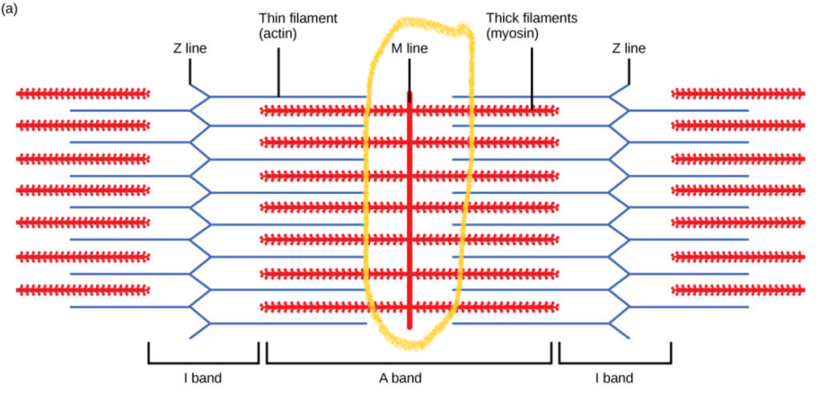 <p>The <strong>middle of the sarcomere</strong> within the A band. It <strong>holds the thick filaments (myosin) together</strong> and helps keep them aligned during contraction.</p>