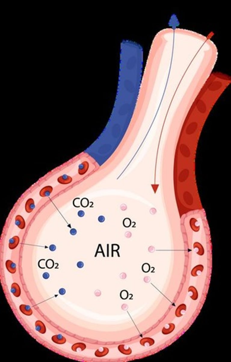<p>Alveoli are tiny air sacs that provide a large surface area for gas exchange.</p><p>many for large sa:v</p><p>surfactant prevents collapse</p><p>elastic fibres stretch and recoil</p><p>thin walls</p><p>capillaries close to wall</p><p>ventilated</p><p>good blood supply to maintain conc. gradient</p>