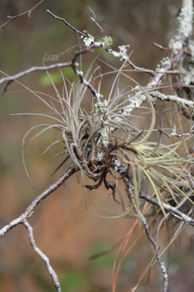 <p>what is the name of the plant pictured here?</p>