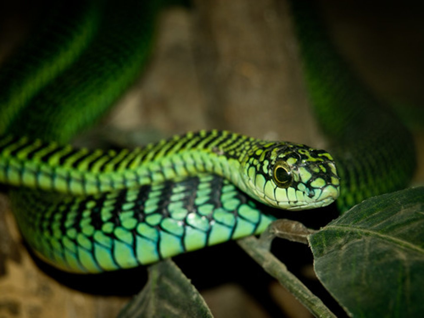 <p>snake</p>