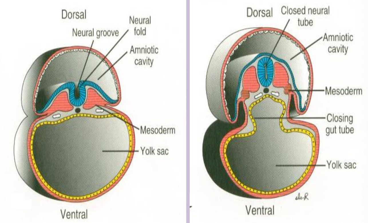 <p>Caudal opening of the neural tube that closes ~day 27; failure leads to spina bifida/meningomyelocele.</p>