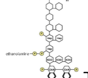 <p>10 sugar structure joined to lipid A</p>