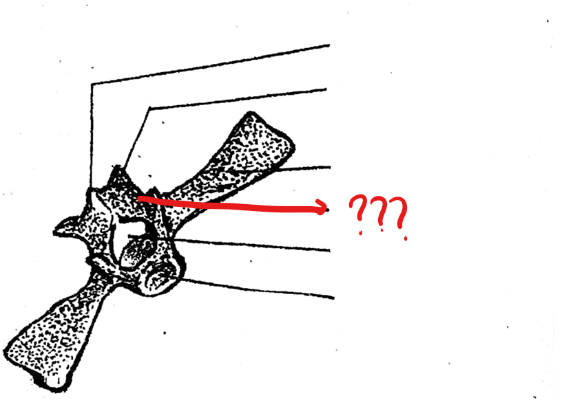 <p>part of the typical vertebrae of the vertebral column; pair of articulating processes anterior to the neural arch on the concave side of the centrum; smooth articulating surfaces which are facing upward</p>