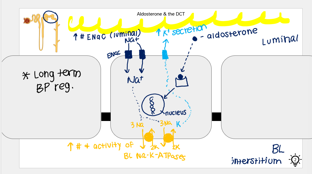 <ul><li><p>aldosterone binds to internal receptors in the cell and it makes changes in the nucleus that lead to the ENaC</p></li><li><p>inc. in number of ENaC (luminal)</p><ul><li><p>bring in Na+</p></li></ul></li><li><p>inc. activity of the Na-K-ATPases</p><ul><li><p>bring sodium out of cell</p></li></ul></li><li><p>inc. K+ secretion on luminal side</p></li><li><p>IMP for LONG TERM BP reg.</p></li></ul><p></p>