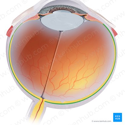 <p>Forms part of the vascular layer of the eyeball, along with the ciliary body and iris. It is a thin, pigmented vascular connective tissue layer of the eyeball that extends from the ora serrata to the optic nerve (CN II). It is located between the fibrous outer sclera and inner retina, extending from the optic nerve posteriorly. </p>