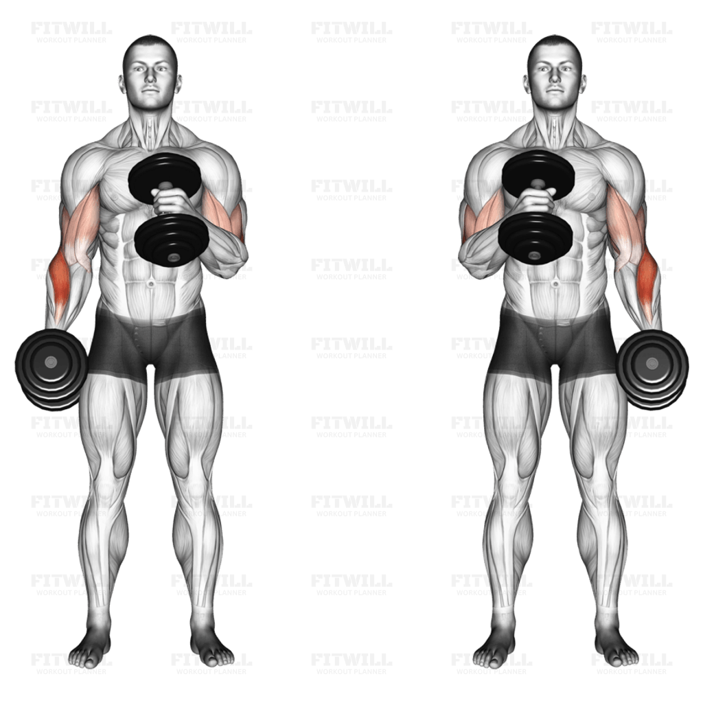 <ul><li><p>Biceps Brachii</p></li><li><p>Brachioradialis</p></li></ul><p></p>