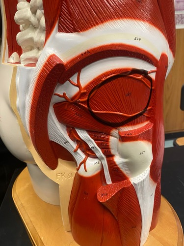 <p>Abduction, internal rotation, flexion</p>
