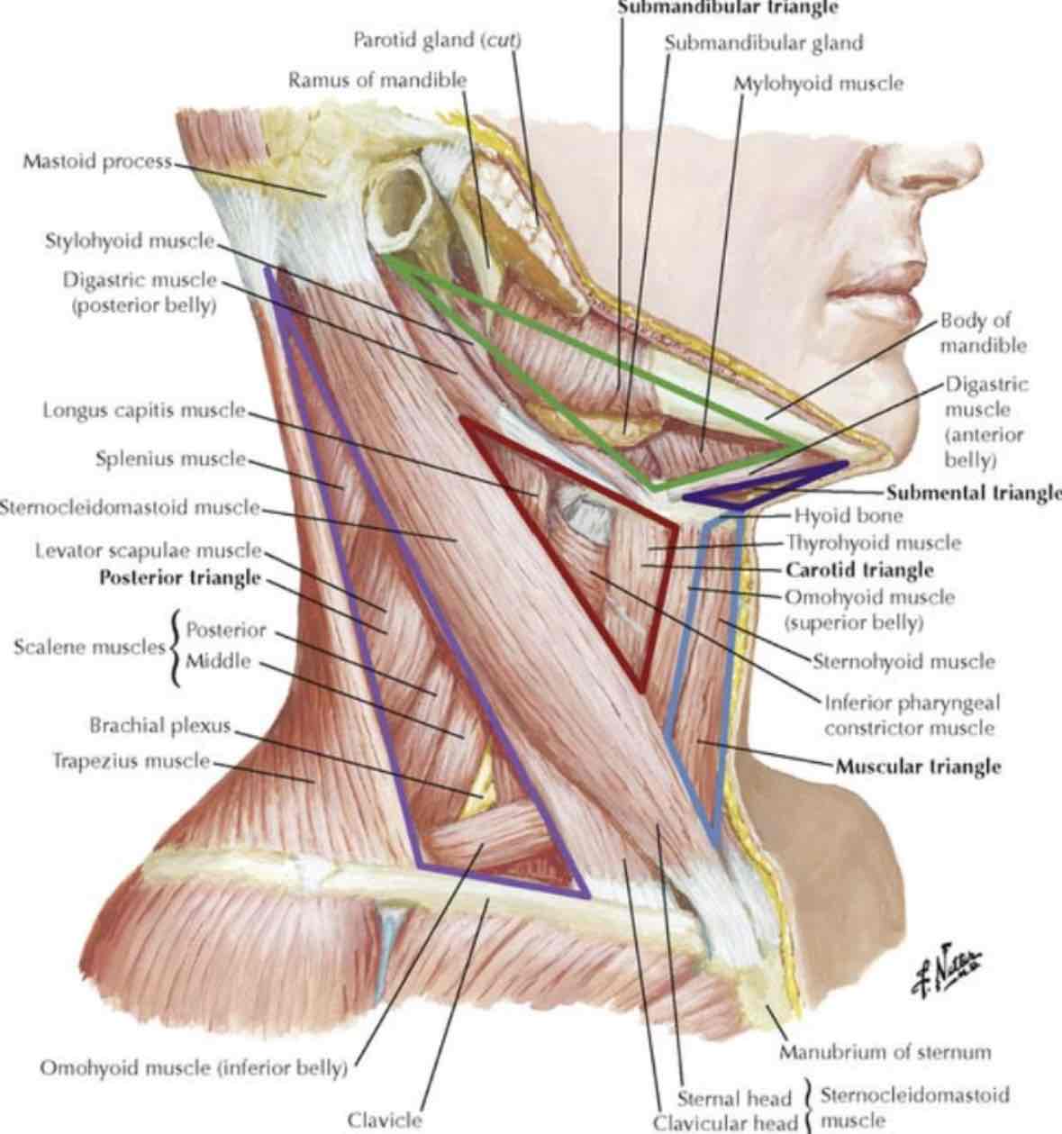 <p>Anterior triangle; Divides submandibular from submental triangle</p>