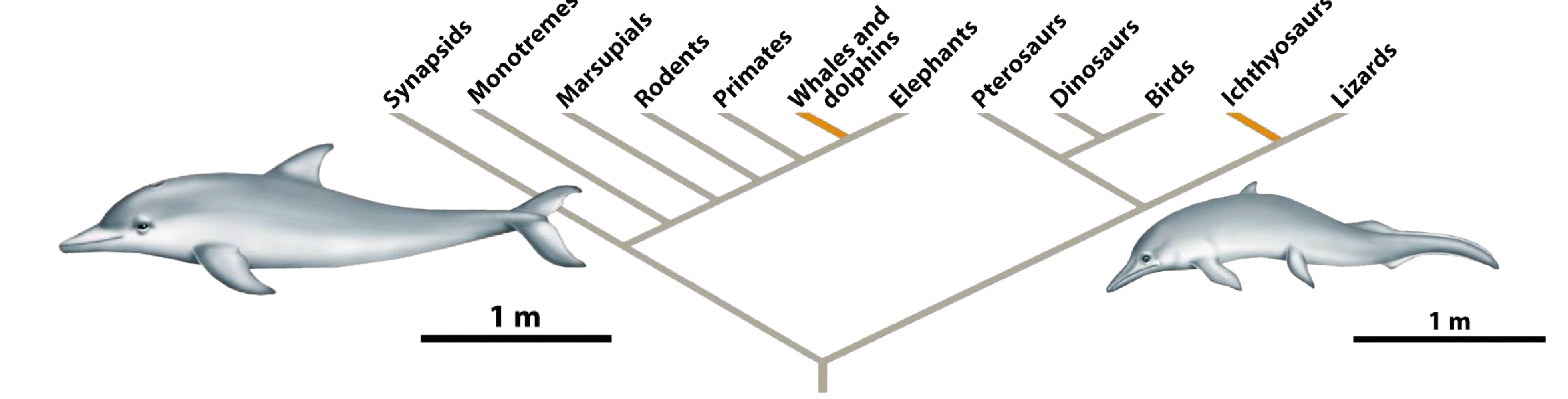 <ul><li><p>Clades show common ancestry between species. Clades are tied to the concepts of homologous structures and divergent evolution.</p></li><li><p>A pair of grades are similar shared derived characters between species that have no shared ancestral trait relationship between them. Grades are tied to the concepts of analogous structures and convergent evolution.</p></li></ul><p></p>