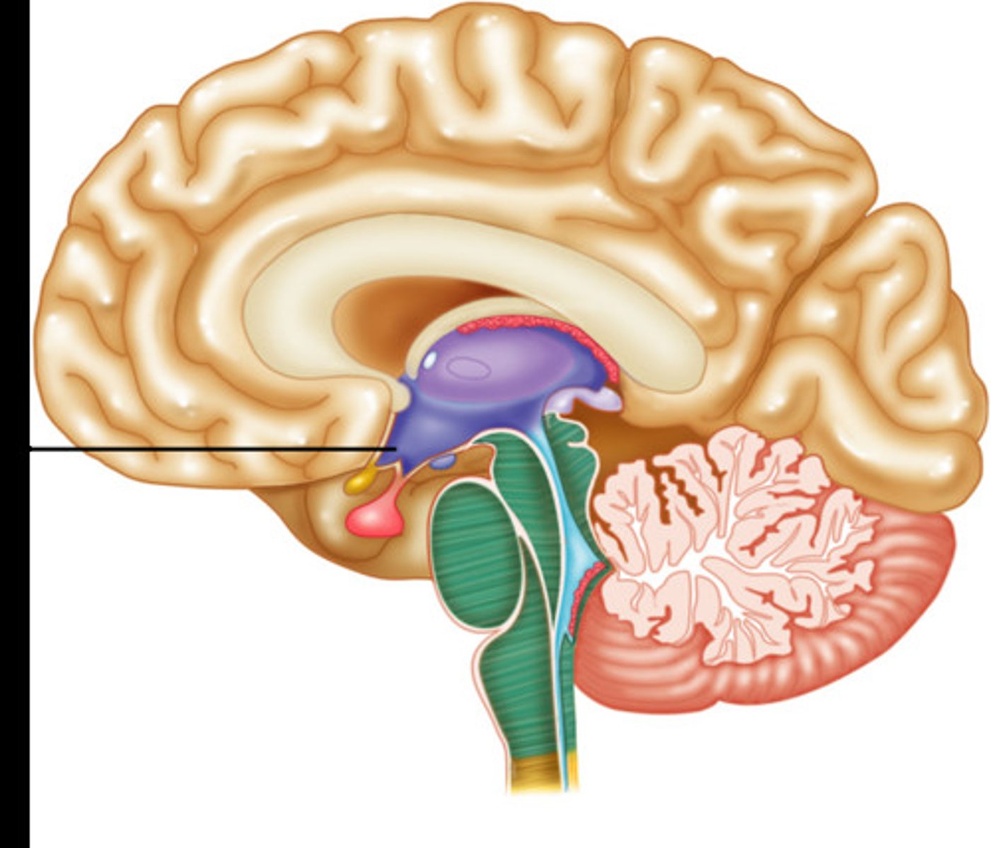 <p>brain structure that acts as a control center for recognition and analysis of hunger, thirst, fatigue, anger, and body temperature</p>