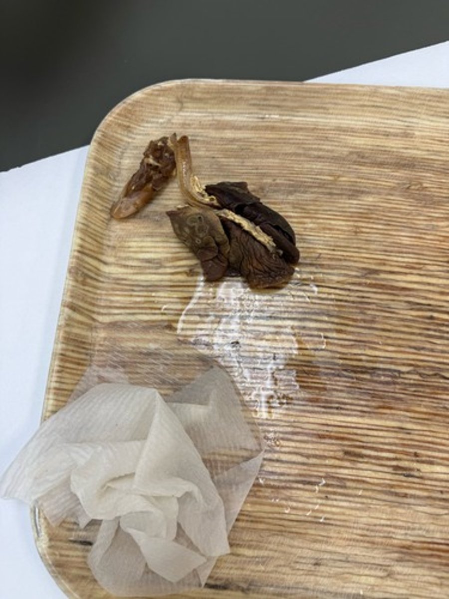 <p>Provide morphological diagnosis</p>