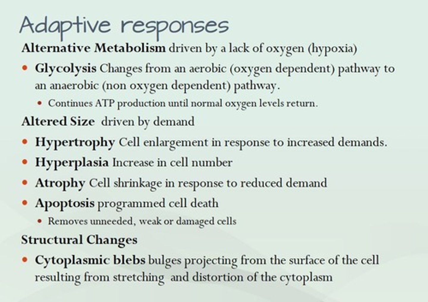 <p>An abnormal increase in tissue caused by too frequent mitosis.</p>