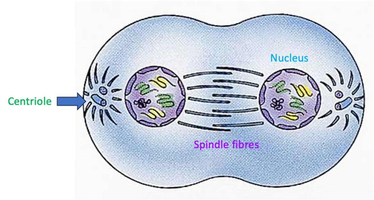 <p><span>•Two nuclear membranes form around each group of chromosomes.</span></p><p><span>•Spindle fibres break down.</span></p>