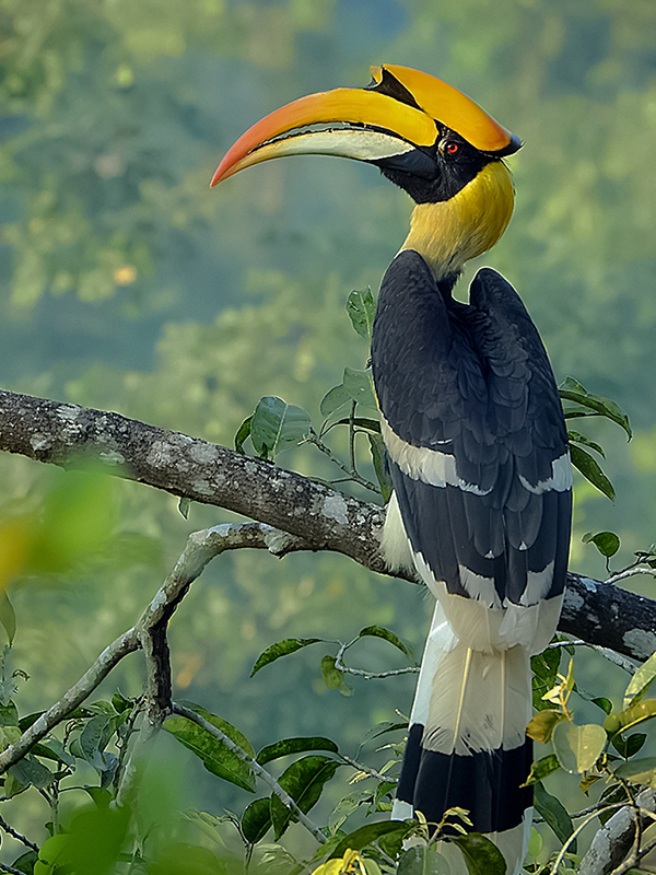 <p>Status: VU</p><p>Family: Bucerotidae</p>