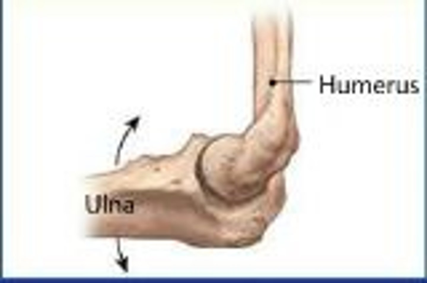 <p>elbow and knee</p>