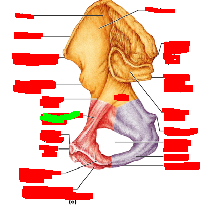 term image