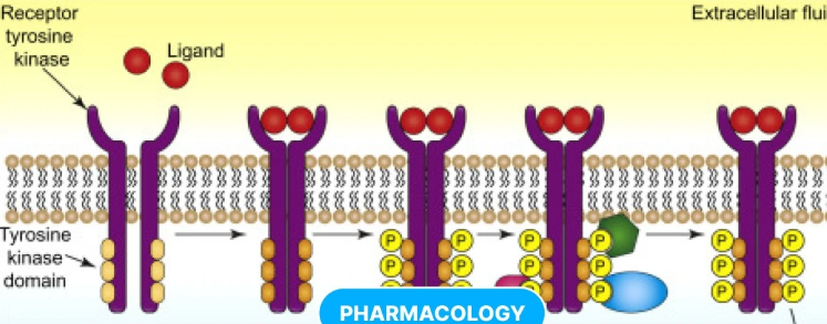 <p>One of the 3 categories of membrane receptors. These are cell-surface receptors with intracellular domains associated with an enzyme.</p>