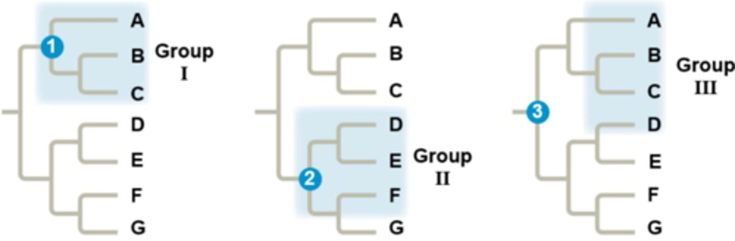 <p>taxon that includes the common ancestor and all descendant species</p>