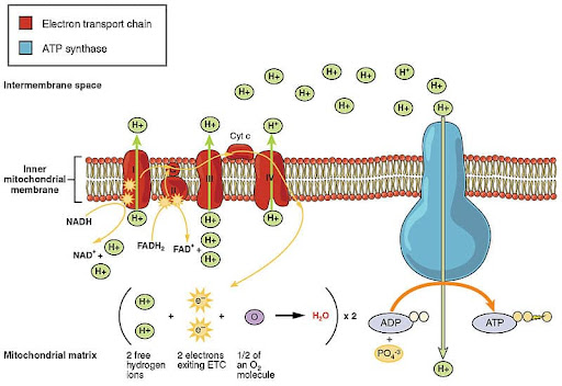 <p><span>Elektronų pernašos sistema:</span></p><ul><li><p><strong><span>Vyksta mitochondrijų kristose</span></strong></p></li><li><p><strong><span>EPS naudoja H atomų energiją ATP gaminti</span></strong></p></li><li><p><span>H atomai suskyla į H jonus ir elektronus</span></p></li><li><p><strong><span>Elektronus perneša NADH ir FADH</span></strong></p></li><li><p><strong><span>Elektronams judant atsipalaiduoja energija, kuri naudojama H jonams pernešti iš matrikso į tarpmembraninę ertmę ATP sintetinti. (oksidacinis fosforilinimas)</span></strong></p></li><li><p>Deguonis prisijungia H jonus - susidaro vanduo</p></li><li><p><span>Veikia fermentai ATP sintezės kompleksas</span></p></li><li><p><span>H jonai teka gradiento kryptimi iš tarpmembraninės erdvės į matriksą\</span></p></li><li><p><strong><span>Vyksta ATP sintezė iš ADP ir P</span></strong></p></li><li><p><strong><span>Susidaro 32&nbsp; ATP molekulės</span></strong></p></li></ul>