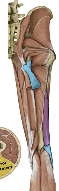 <p>Biceps femoris (short head) — Posterior thigh (purple) </p>