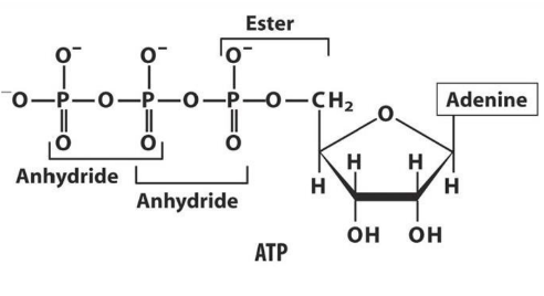<ul><li><p>hydrolysis of the ester linkage yields about 14kJ/mol under standard conditions</p></li><li><p>hydrolysis of each anhydride bond yields about 30kJ/mol</p></li><li><p>ATP needs to be regenerated (recycled) from ADP and P </p></li></ul><p></p>