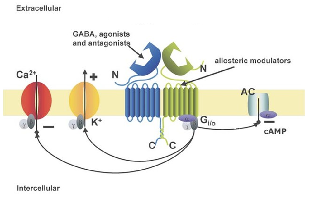 <p>Are GPCR. Can in different ways in different cells but might: open K+ channels, close Ca2+ channels, trigger other second messengers like cAMP. Often presynaptic or auto-inhibitory (neuron released GABA to inhibit itself, type of feedback loop). </p>