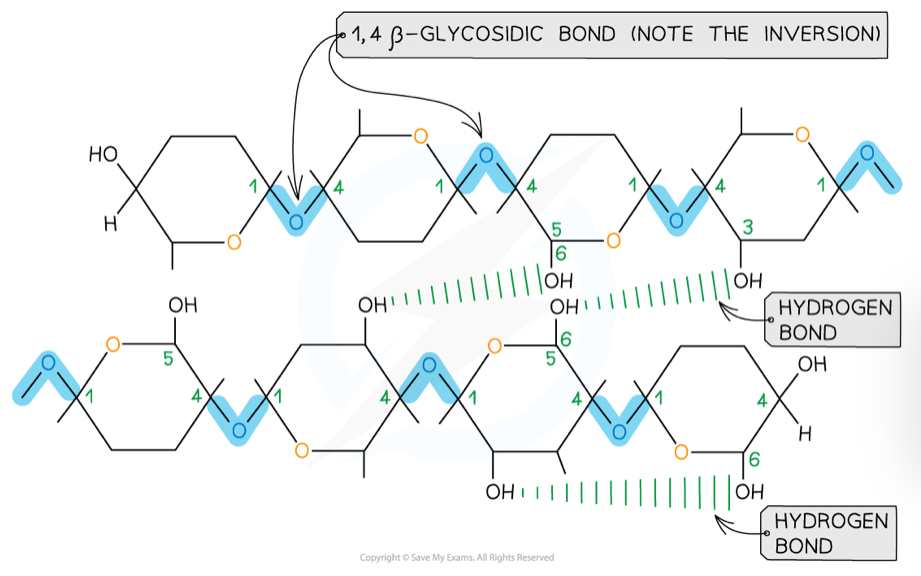 <ul><li><p>Made up of <strong>beta</strong> glucose molecules linked by <strong>1,4-glycosidic</strong> bonds</p></li><li><p>To bond together, every other beta glucose molecule is flipped</p></li><li><p>This means that hydrogen bonds can form between strands, to create microfibrils</p></li><li><p>These make up the cellulose fibres that link into a network </p></li></ul>