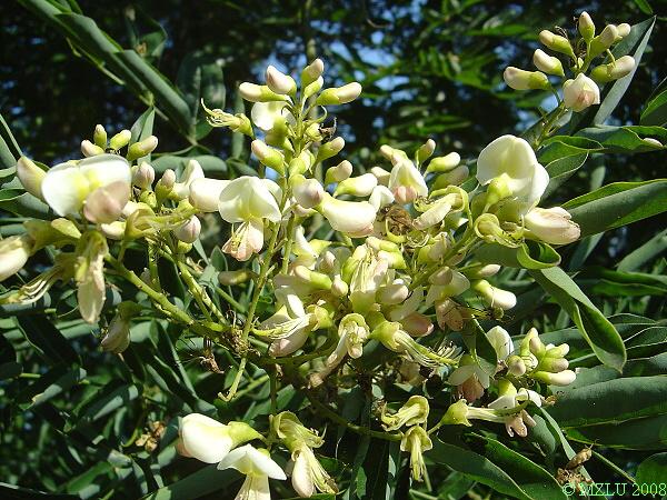 <p><span><em>Sophora japonica</em></span></p>