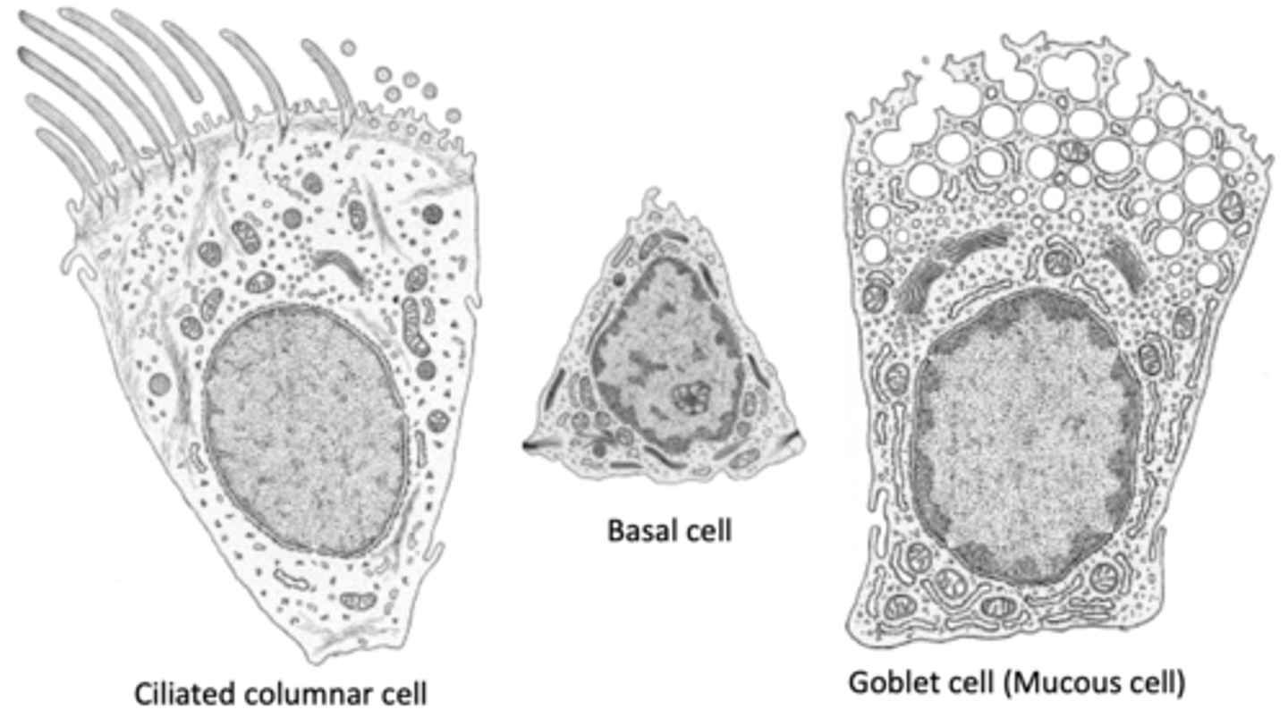 <p>1) ciliated cells</p><p>2) goblet cells</p><p>3) basal cells</p>