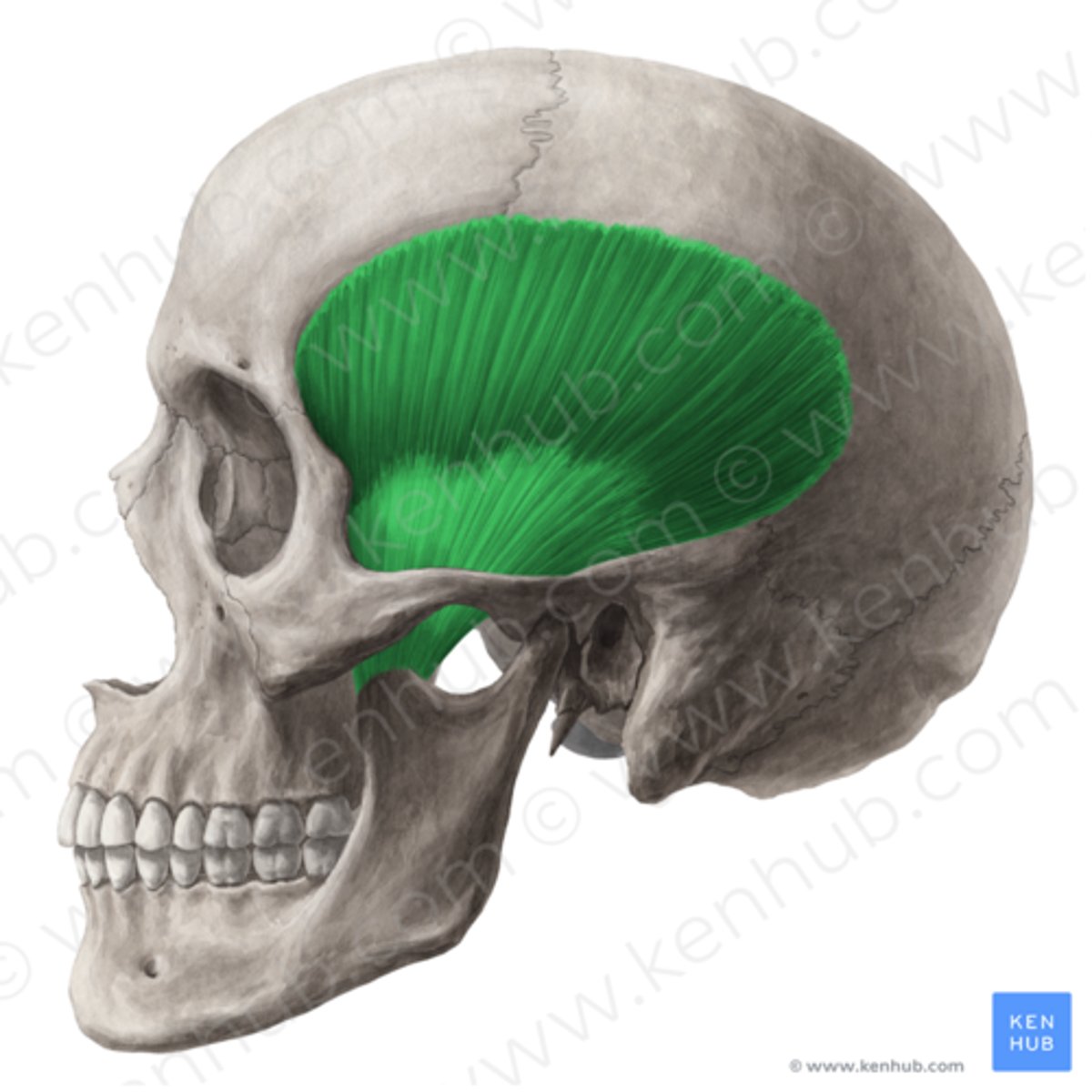 <p>Funktion: sammanbitning.</p>