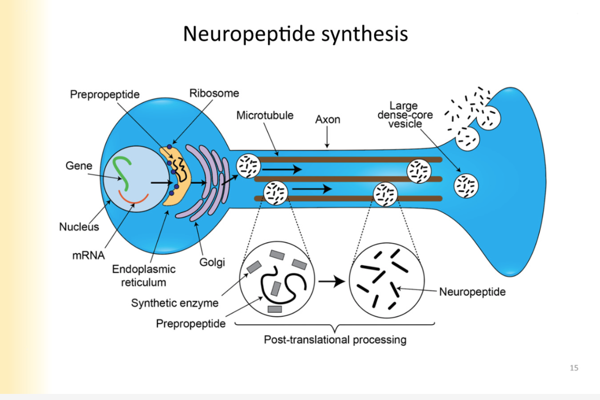 <ol><li><p>protein that is precursor- synthesized in cell body</p><ul><li><p>nucleus, ER, golgi (protein) - </p></li><li><p>protein in vesicle is called: <strong>prepropeptide</strong></p></li><li><p>pre- signal sequence (not a part of final product)</p></li><li><p>pro: peptide is NOT complete yet</p></li><li><p>peptide: final product </p></li></ul></li><li><p>vesicle buds off golgi and becomes transport vesicle to the axon terminal where transport vesicle is now dense core vesicle </p></li></ol>