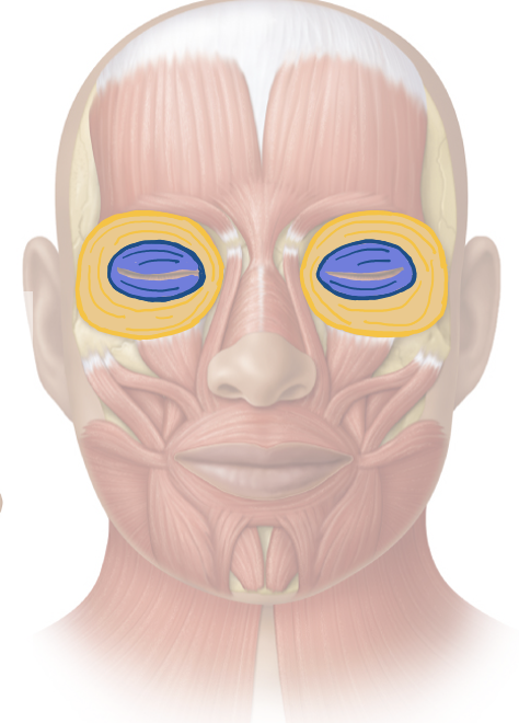 <p>Action and innervation of facial expression muscle: Orbicularis Oculi </p>