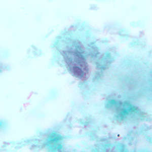 <p>single nucleus with five flagella </p>
