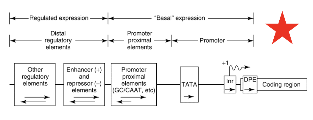 <p>RNA polymerase in Eukaryotes</p>