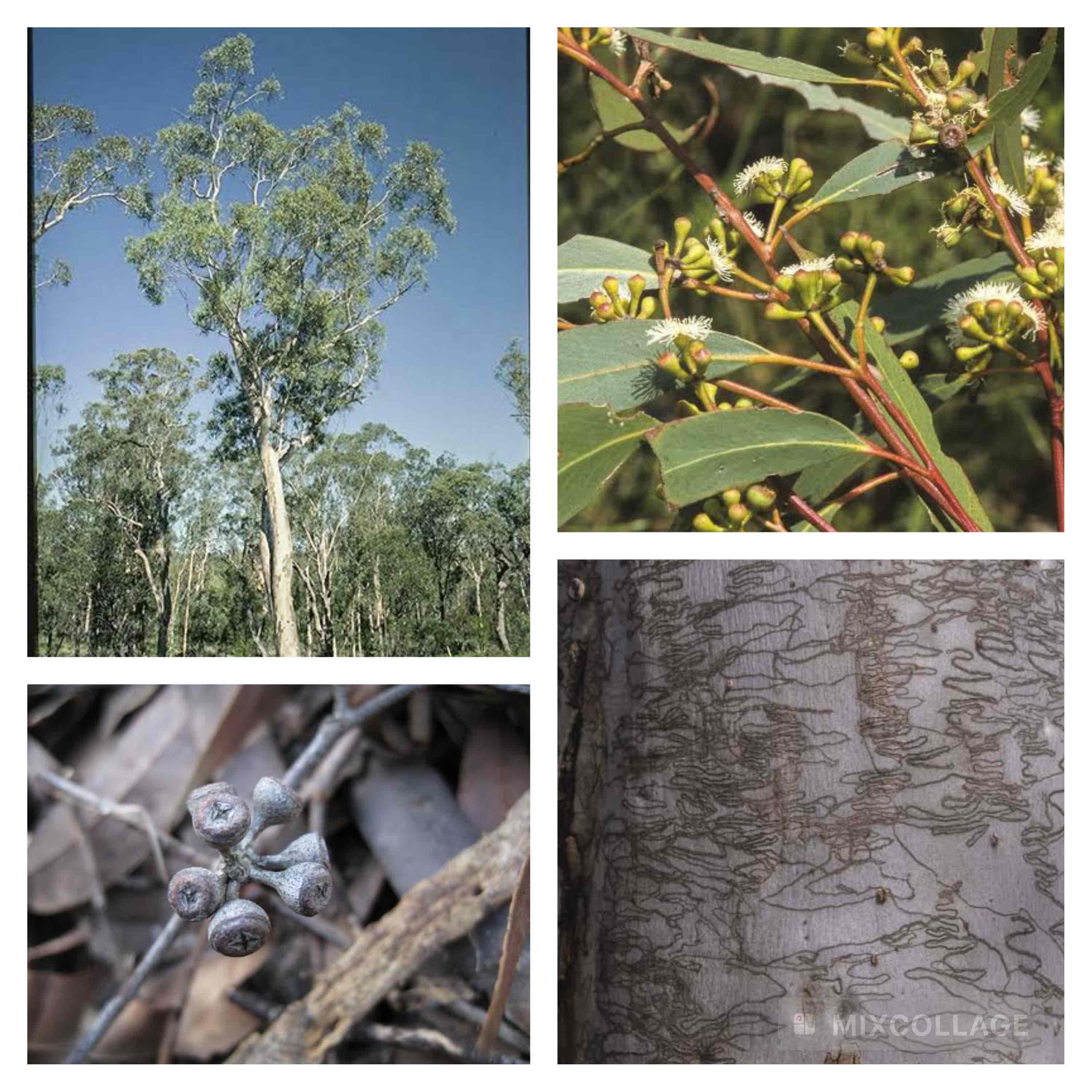 <p>Scribbly gum</p>