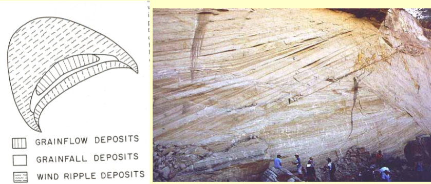 <p>grainflow (along crest of dune), grainfall (side of dune), wind ripple (sand is blown into ripples, backside and base of dune)</p><p>laminae coarsen up-dune since larger grains roll faster</p>