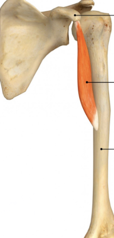 <p>Name muscle and its function</p>