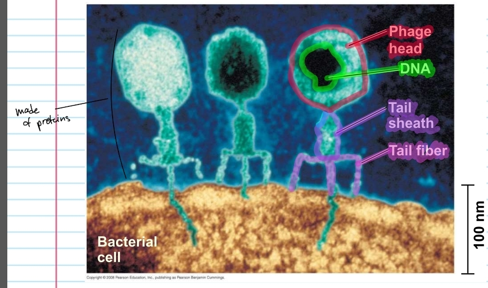 <p>phage</p>